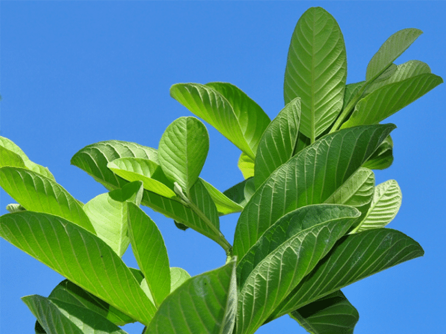 Guava leaves are known to provide medicinal properties